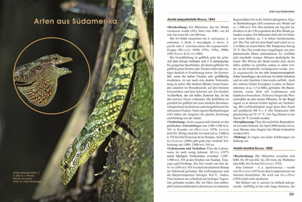 Anolis